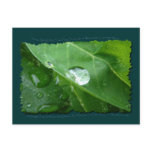 ECO FRIENDLY WATER CONSERVATION Gifts & Gear postcards