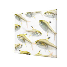 École de tétra poissons de rayon X (Pristella Impression Sur Toile