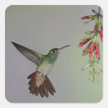 Ecuador, Tandayapa Bird Lodge. Rufous-tailed Square Sticker