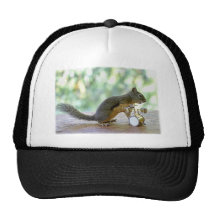 Écureuil jouant des tambours casquette