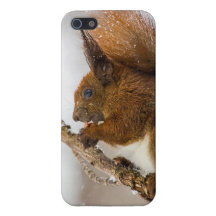 Écureuil mangeant dans un arbre coque iPhone 5