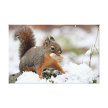Écureuil mignon dans la neige avec l'arachide toile tendue