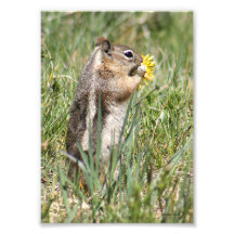 Écureuil moulu mangeant la fleur photo