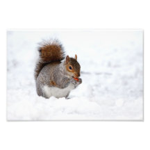 Écureuil pendant l'hiver art photographique