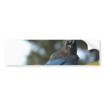 Ed Sutton - Steller Jay Bumper Sticker