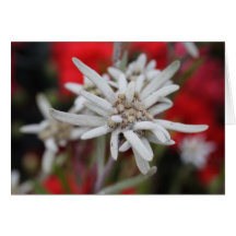 Edelweiss Cartes