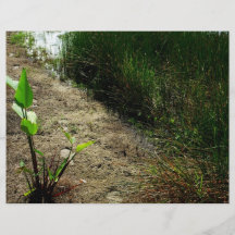 Edge of pond reed and single plant flyer design
