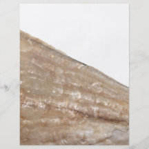 Edge of Seashell. Close Up Picture. Full Color Flyer