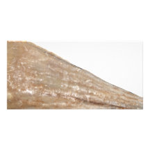 Edge of Seashell. Close Up Picture. Photo Greeting Card