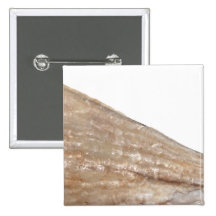 Edge of Seashell. Close Up Picture. Pins