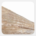 Edge of Seashell. Close Up Picture. Square Sticker
