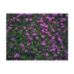 Edging Lobelia (Lobelia Erinus Compacta) flowers Postcards