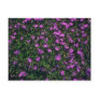 Edging Lobelia (Lobelia Erinus Compacta) flowers Postcards