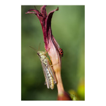 edible beauty posters