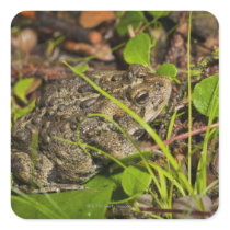 edmonton, alberta, canada sticker