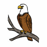Edmund Eagle Acrylic Cut Outs