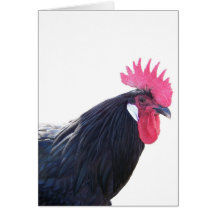 Eduardo the Andalusian Rooster Card