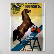 Educated Horses Poster