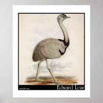 Edward Lear's Emu Print