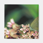Edward's Hairstreak butterfly Magnets