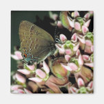 Edward's Hairstreak butterfly Magnets