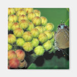 Edward's Hairstreak butterfly Magnets