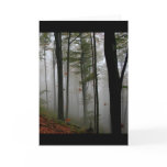 EERIE FOREST TREES LEAVES FULL FALL COLORS