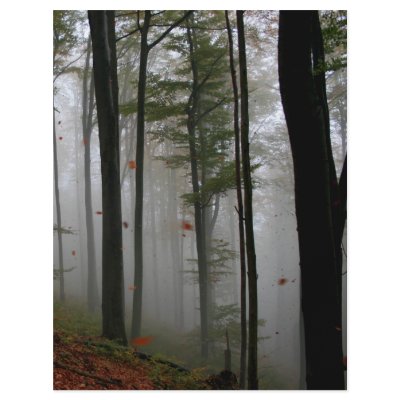 EERIE FOREST TREES LEAVES FULL FALL COLORS by VoXeeD