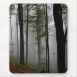 EERIE FOREST TREES LEAVES FULL FALL COLORS