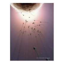 Egg being fertilized by sperm postcards