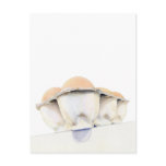 Egg Carton Postcard