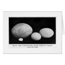 Eggs of feathered giants art card
