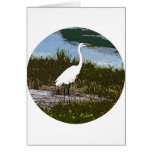 Egret Cards
