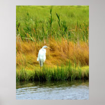Egret in Grassy Marsh photo poster