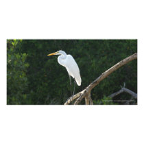Egret in San Blas Mangroves Customized Photo Card