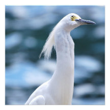 Egret Invitations