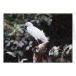 Egret on branch by river greeting cards
