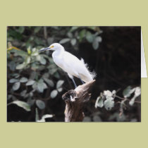 Egret on branch by river cards