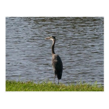 egret postcard