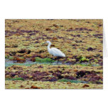 Egrets Birds Seaweed Card