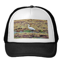 Egrets Birds Seaweed Hats