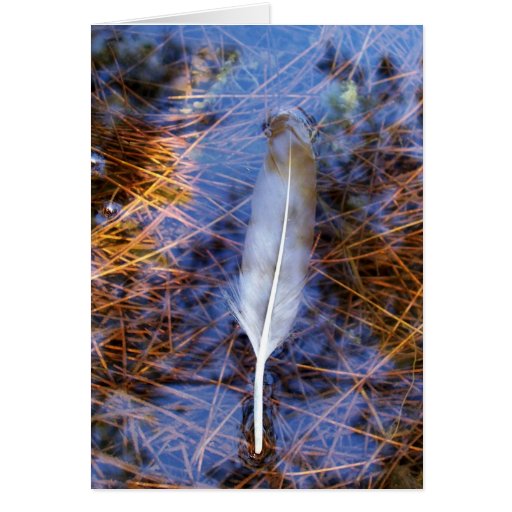 Egret's Feather Cards