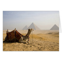 Egypt, Cairo. A lone camel gazes across the Card
