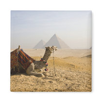 Egypt, Cairo. A lone camel gazes across the Fridge Magnets
