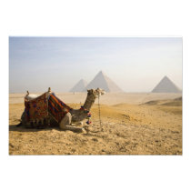 Egypt, Cairo. A lone camel gazes across the