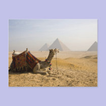 Egypt, Cairo. A lone camel gazes across the postcards