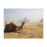 Egypt, Cairo. A lone camel gazes across the Post Card