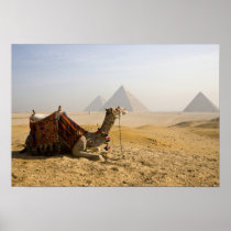Egypt, Cairo. A lone camel gazes across the