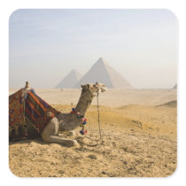 Egypt, Cairo. A lone camel gazes across the Sticker