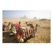 Egypt, Cairo. Resting camels gaze across the Photograph